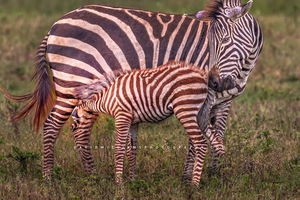 A Zebra foal is breastfeeding in the morning sun, Tanzania