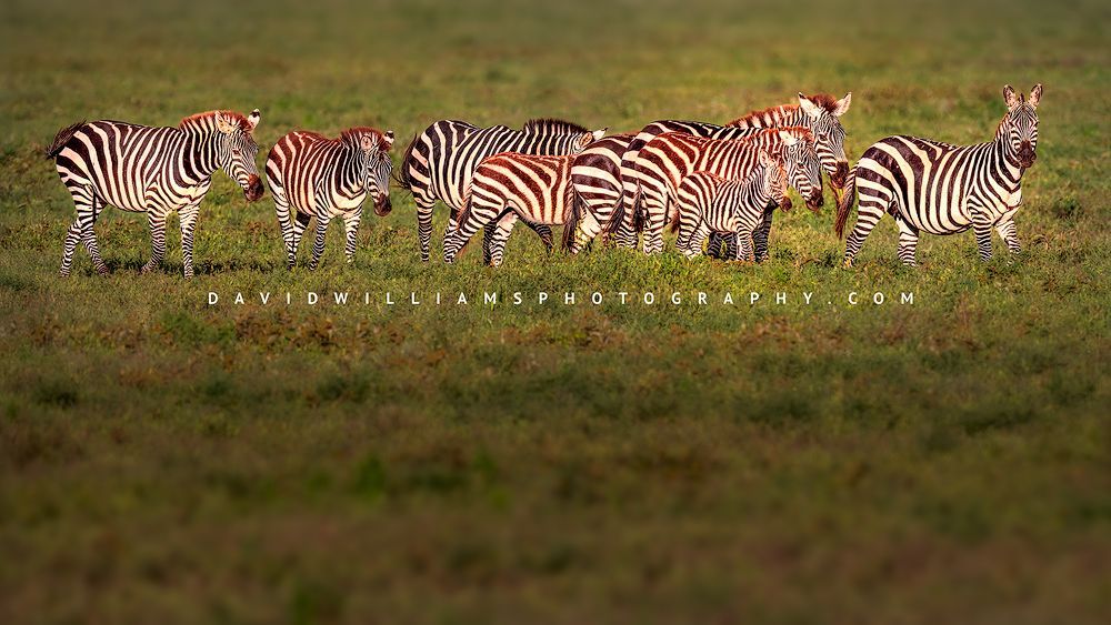 Family of Common Zebras with a colt walking across the green grassy plains of Ndutu during the rainy season, Tanzania