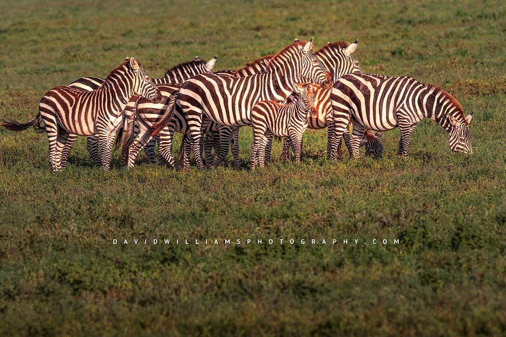 Family group of zebras with a colt walking across the green rainy season plains of Ndutu, southern Serengeti ecosystem, Tanzania