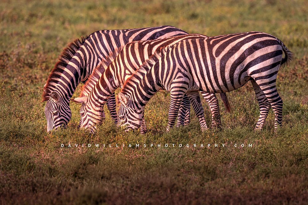 Three common zebras in perfect symmetrical alignment while grazing on the green grasslands of Ndutu in late afternoon sun.