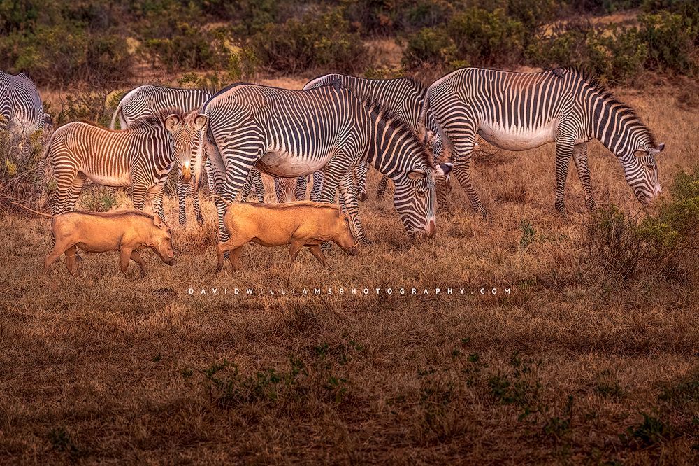 A Grevy's zebras colt curiously watching warthogs run by, Samburu, Kenya