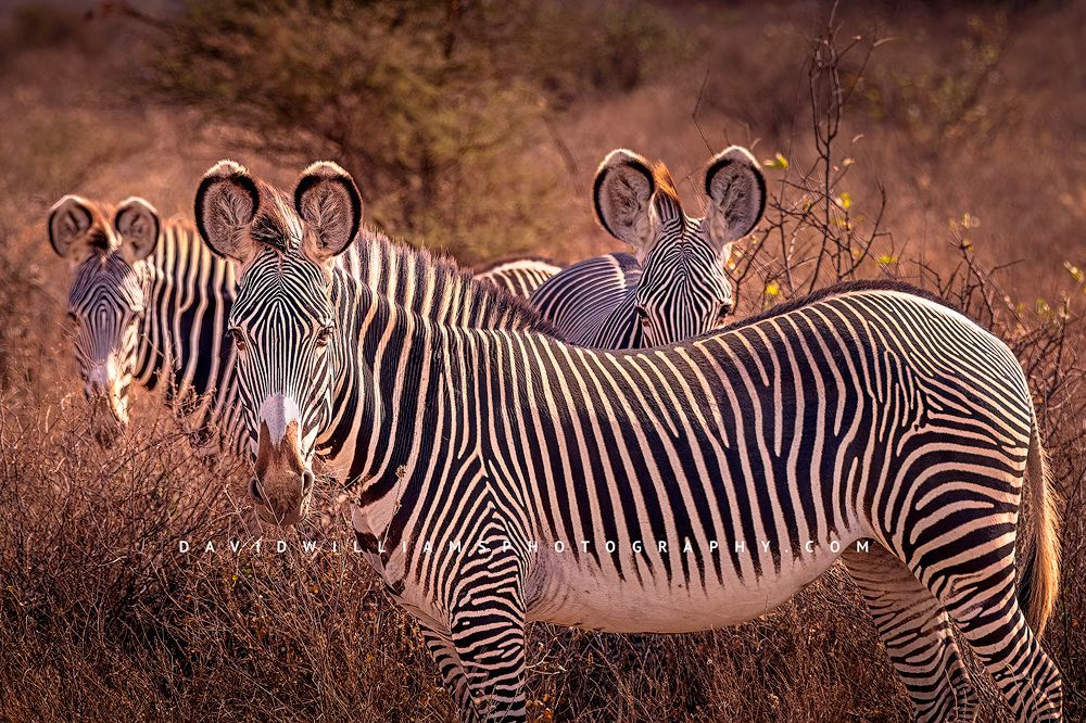 3 Grevy's zebras standing together during golden light in Samburu, Kenya