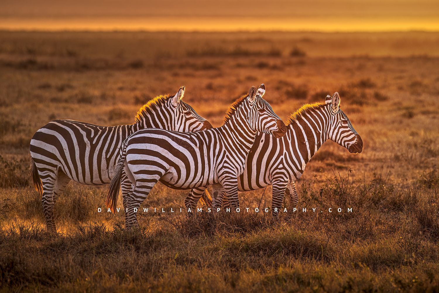 3 Plains zebras walking together as the sun sets over the plains, Kenya