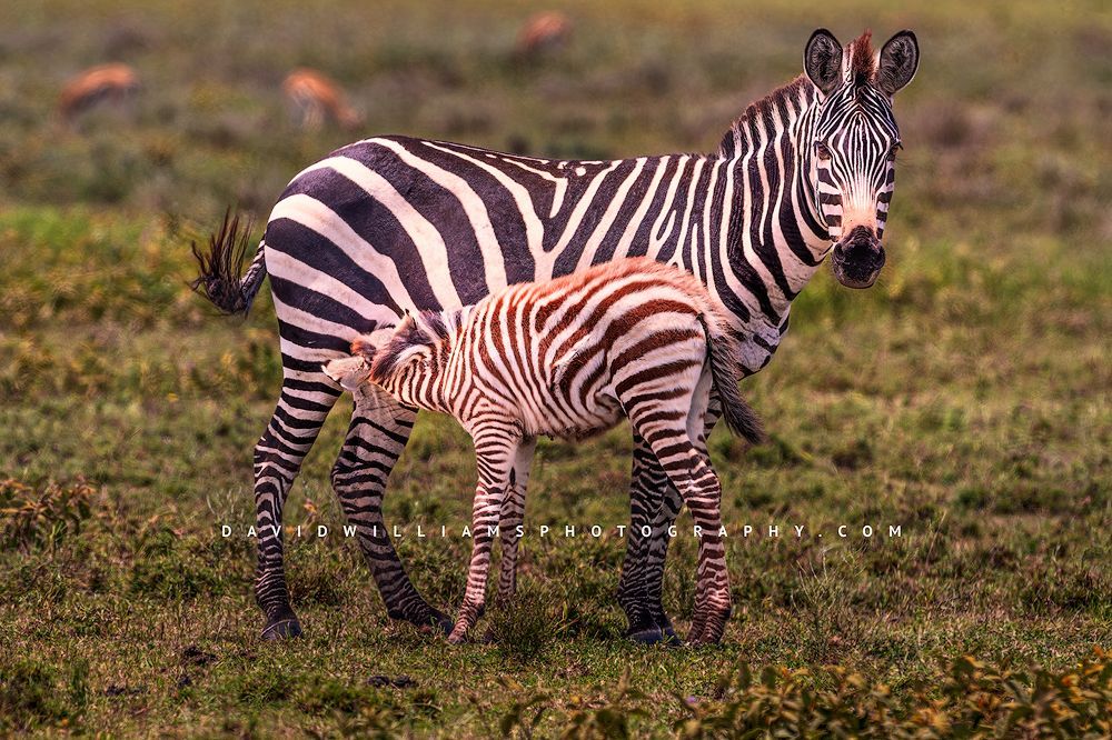 A Zebra foal is breastfeeding in the morning sun, Tanzania