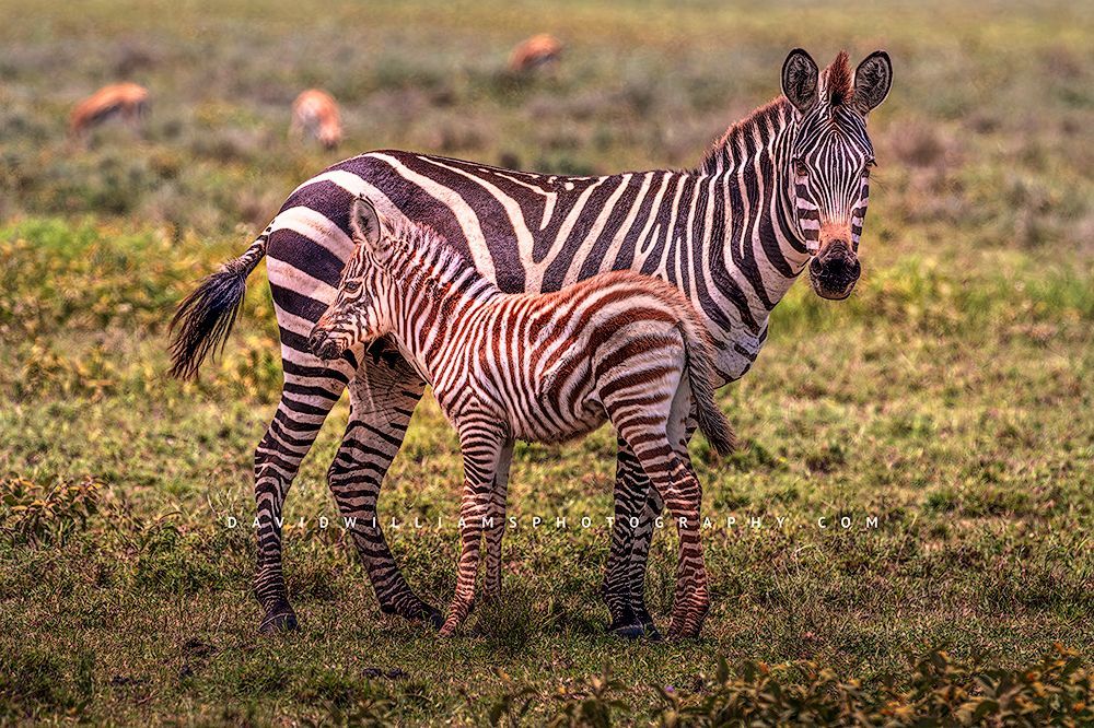 A Zebra foal is standing at mother’s side, Tanzania, Africa