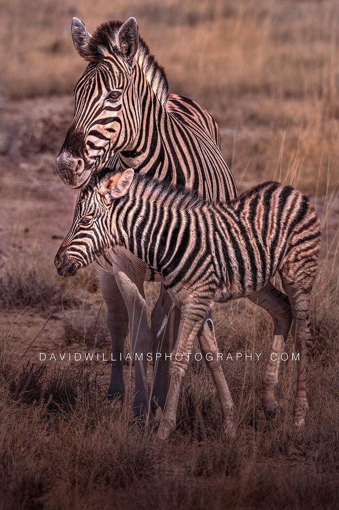 Plains zebra mother and foal standing together in golden light, Etosha National Park, Namibia.