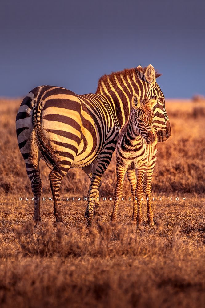 A young Plains Zebra colt with adult in morning sunshine, Kenya, Africa