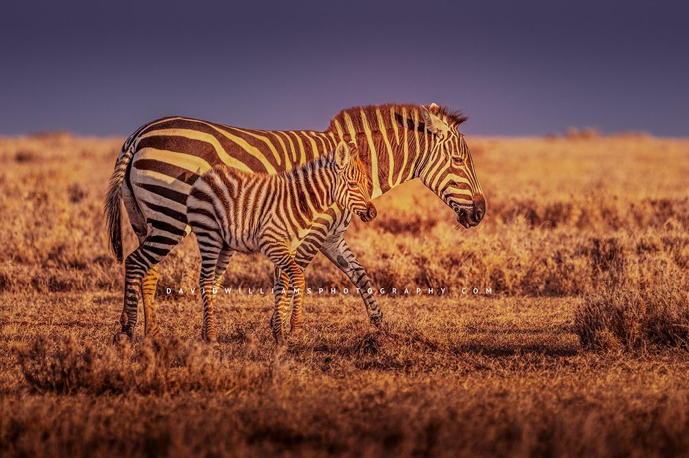 A young Plains Zebra colt with adult in morning sunshine, Kenya, Africa