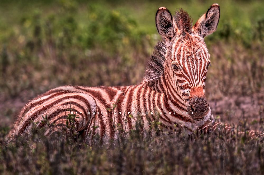 A baby colt Zebra laying in late day sun, Ngorongoro, Arusha