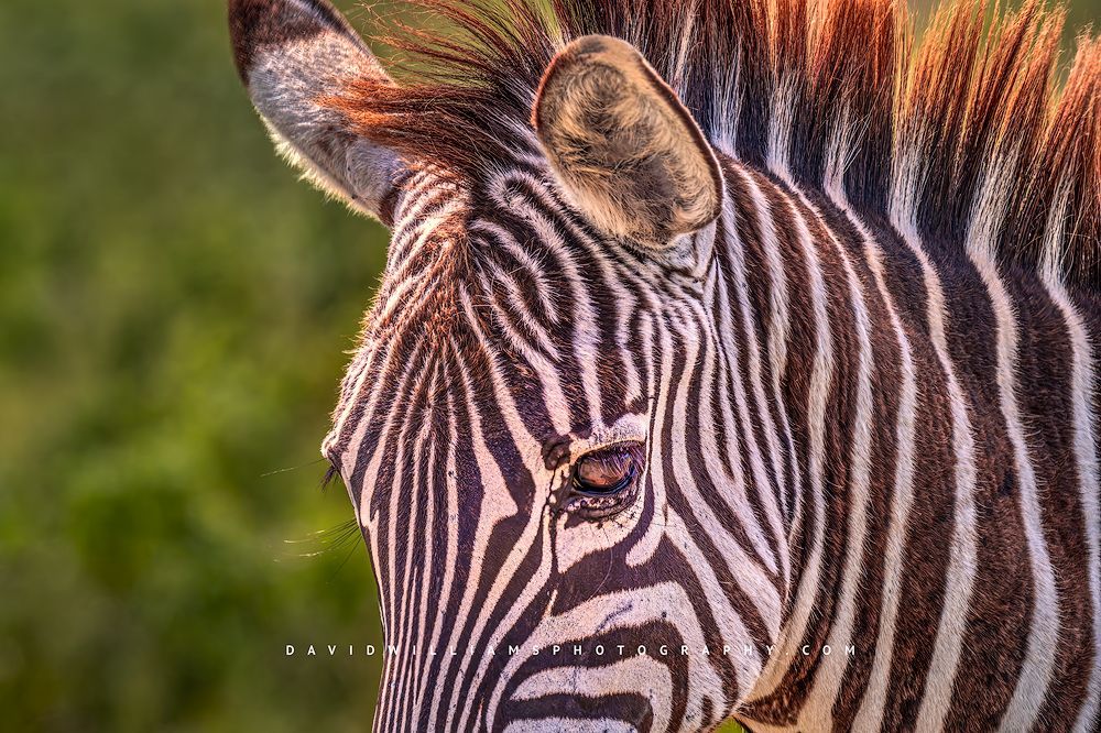 A close up of a Zebra face, Ngorongoro, Tanzania, Africa