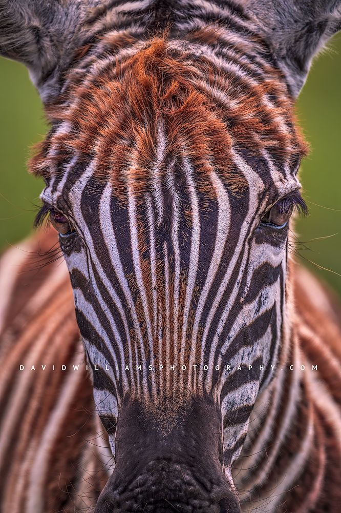 A vertical close up of a Zebra colt, Ngorongoro, Tanzania, Africa