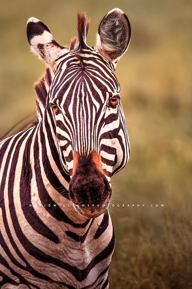 Close-up frontal view of a Common Zebra’s head and chest with expressive eyes against green vegetation in Ndutu during the rainy season, vertical golden light portrait.