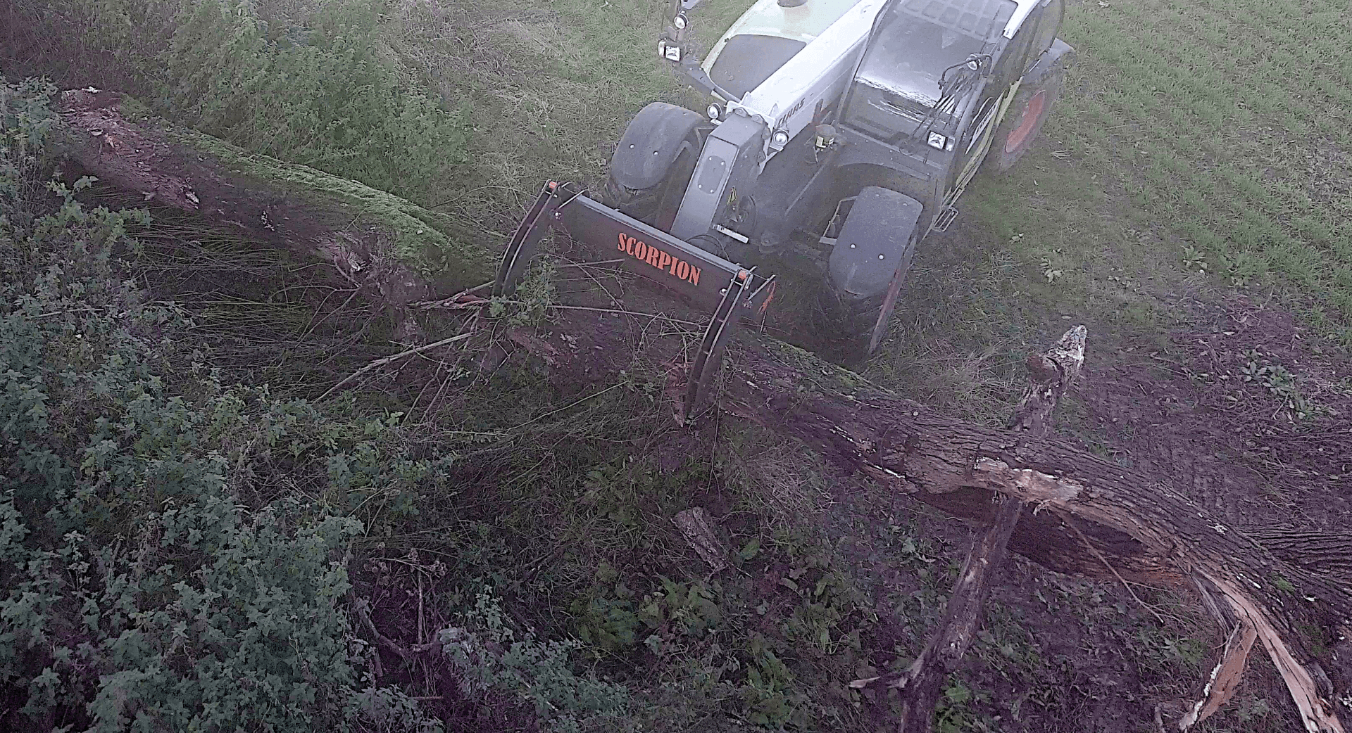 Ceres Scorpion Tree Grab