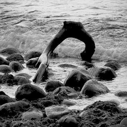 Baumstamm in der Brandung