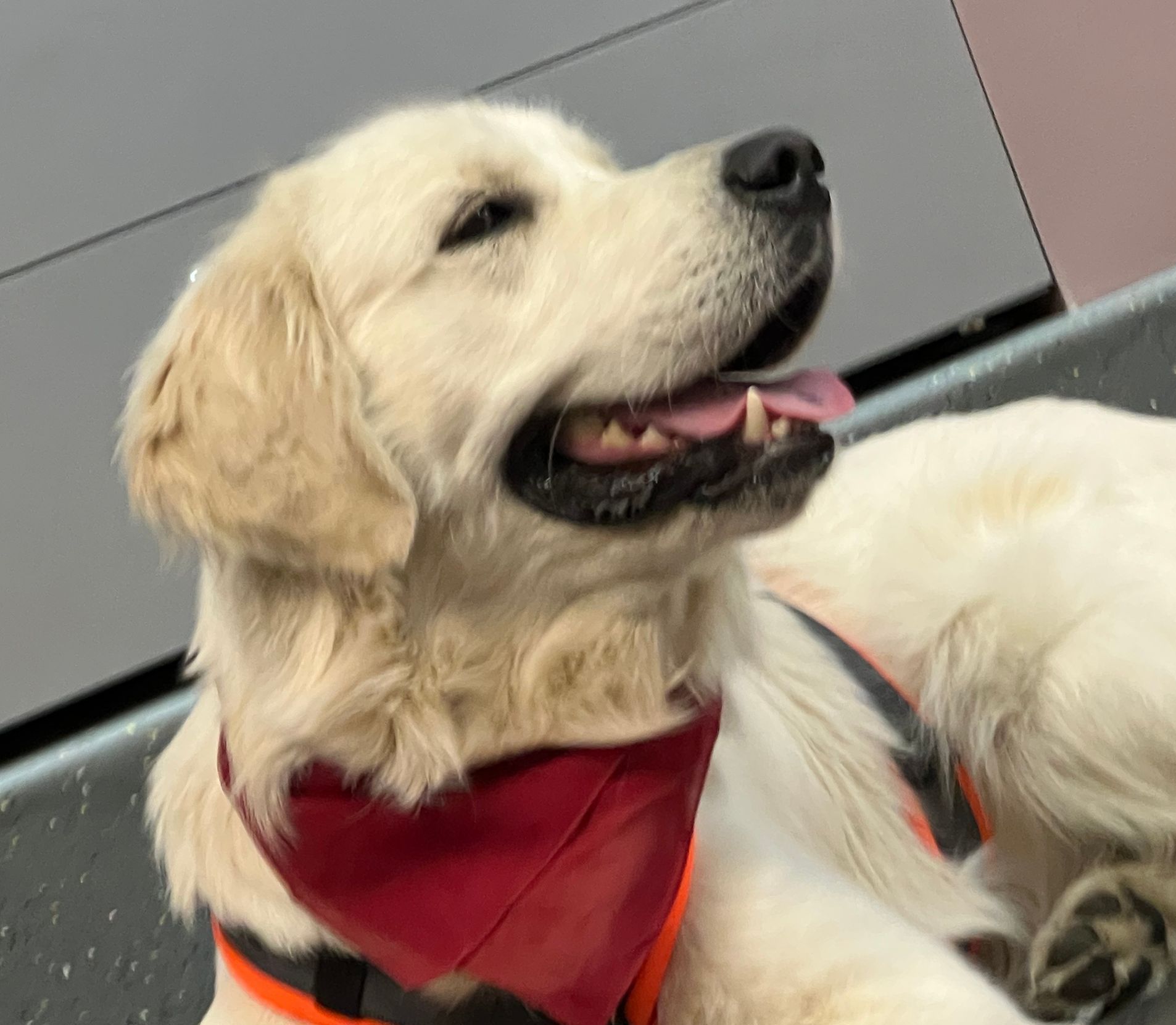Rasmus, ein junger, cremefarbener Golden Retriever mit seinem roten Lesehund-Tuch um den Hals.