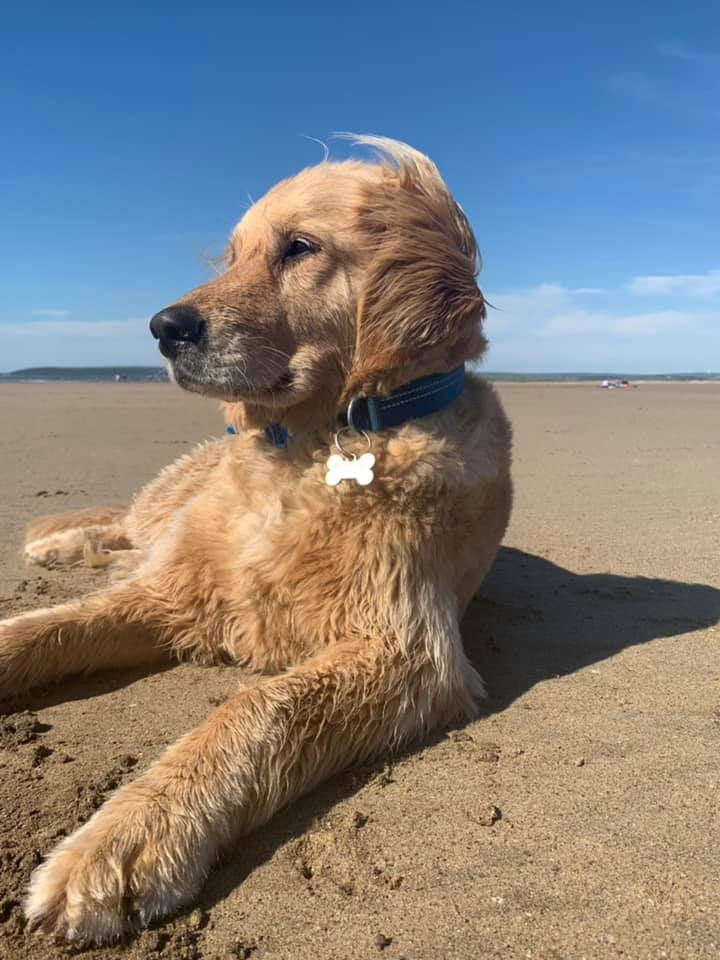 Solo Dog Walking