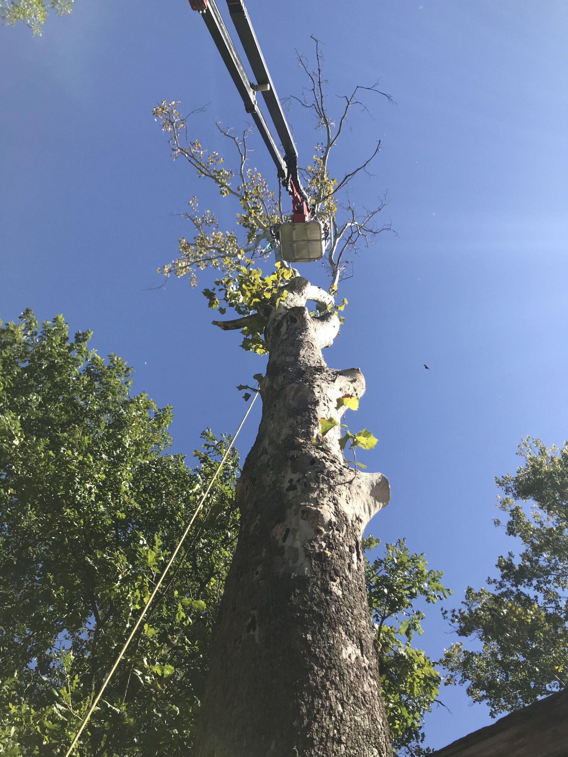 tree pruning
