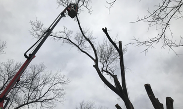 Tree Trimming