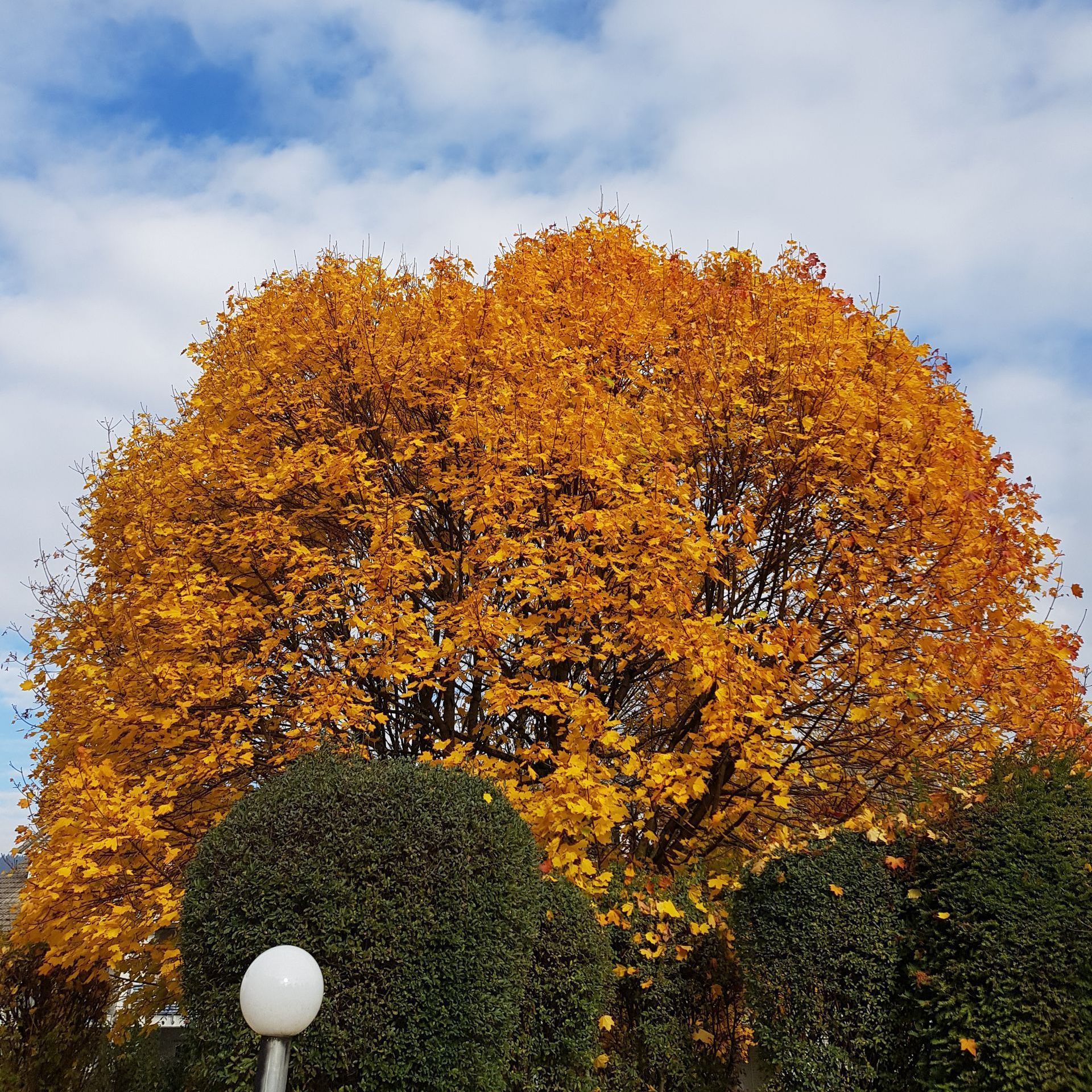 Baumpflege im Laubbaum