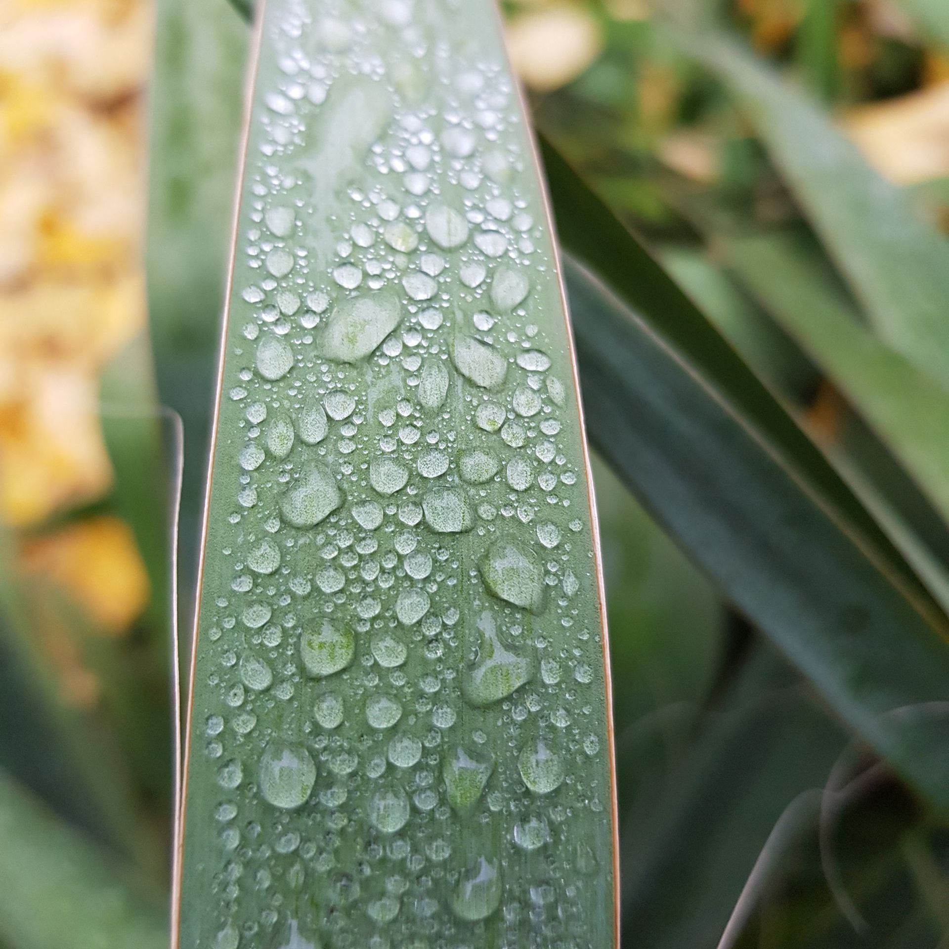 Bewässerung für Pflanzen