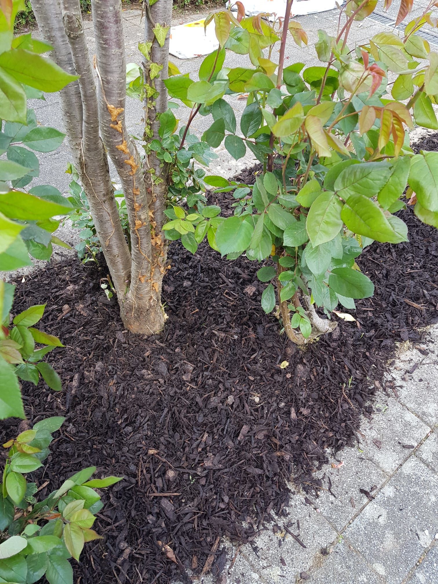 Jungbaum und Beetpflege