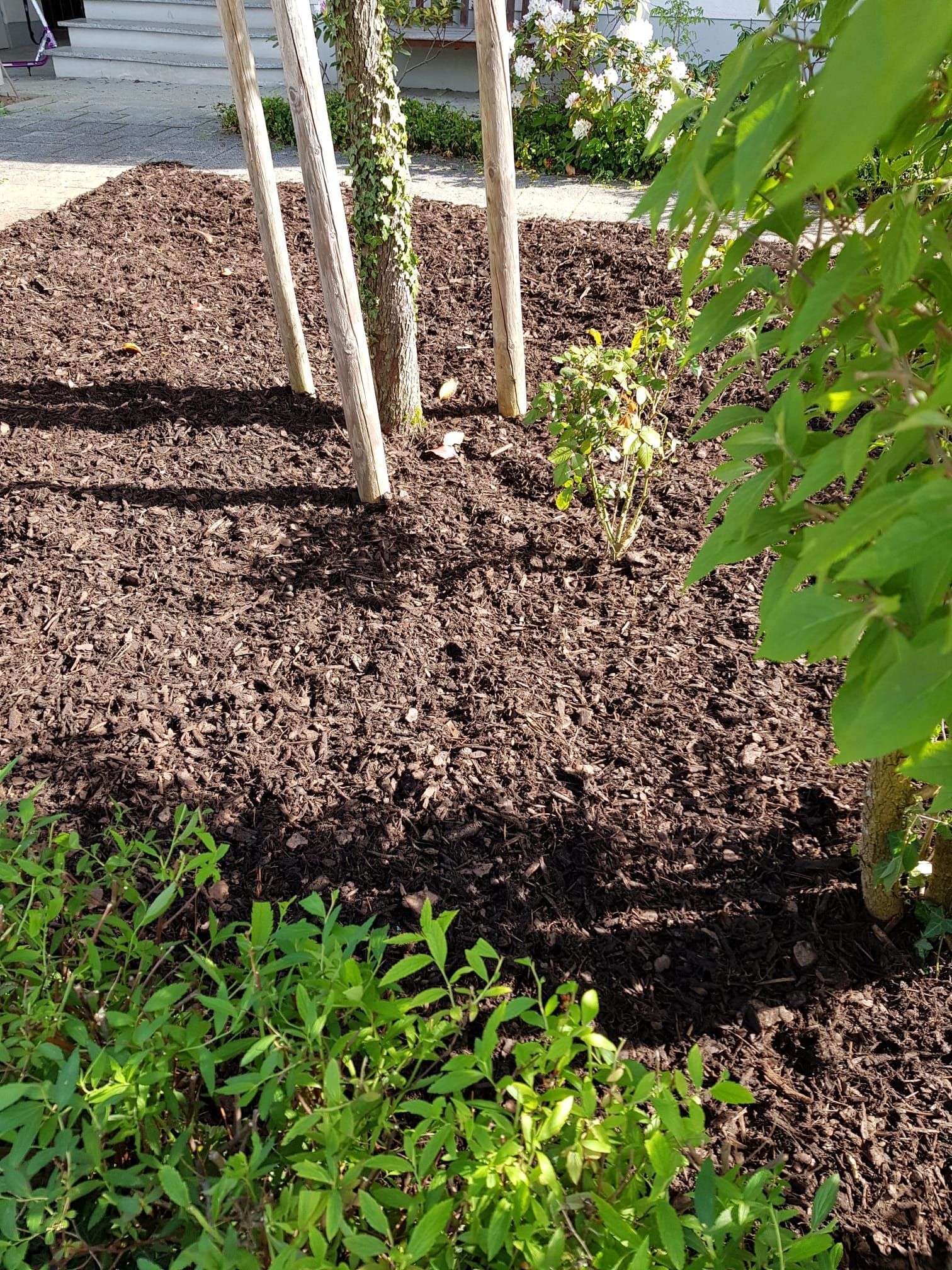 Pflanzung eines Jungbaum