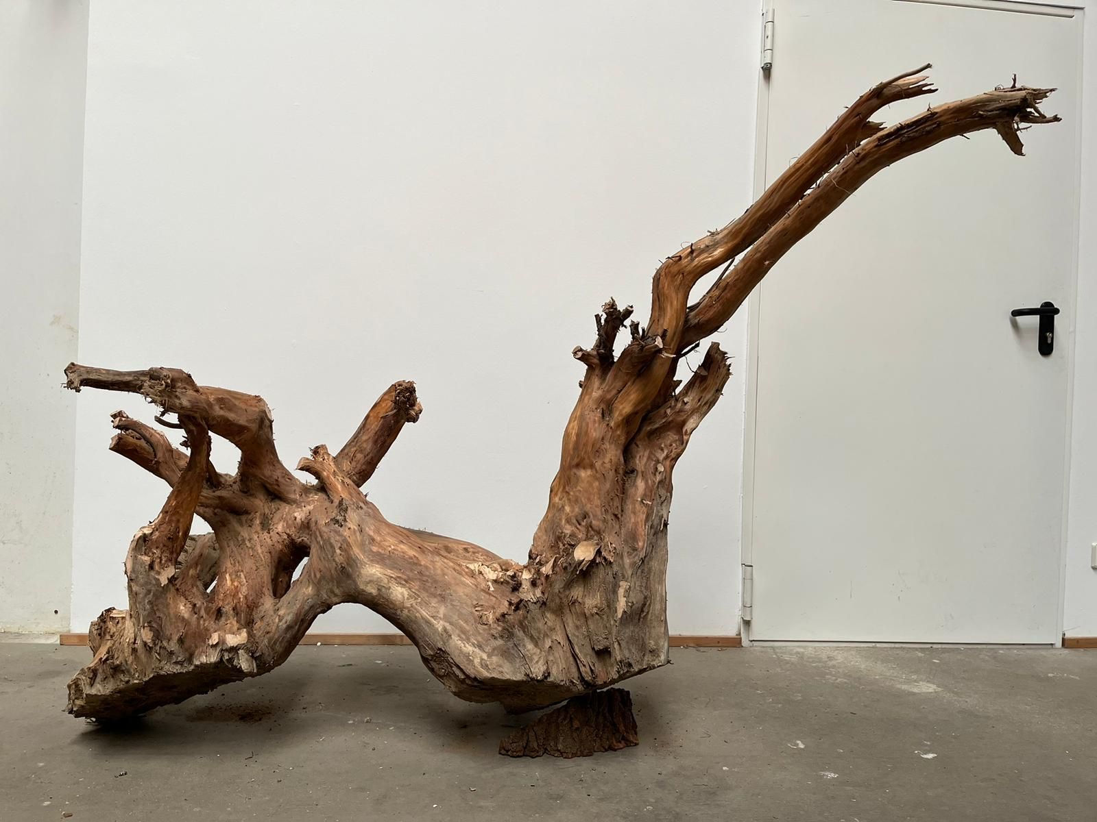 Schöne Baumwurzel als Gartendeko