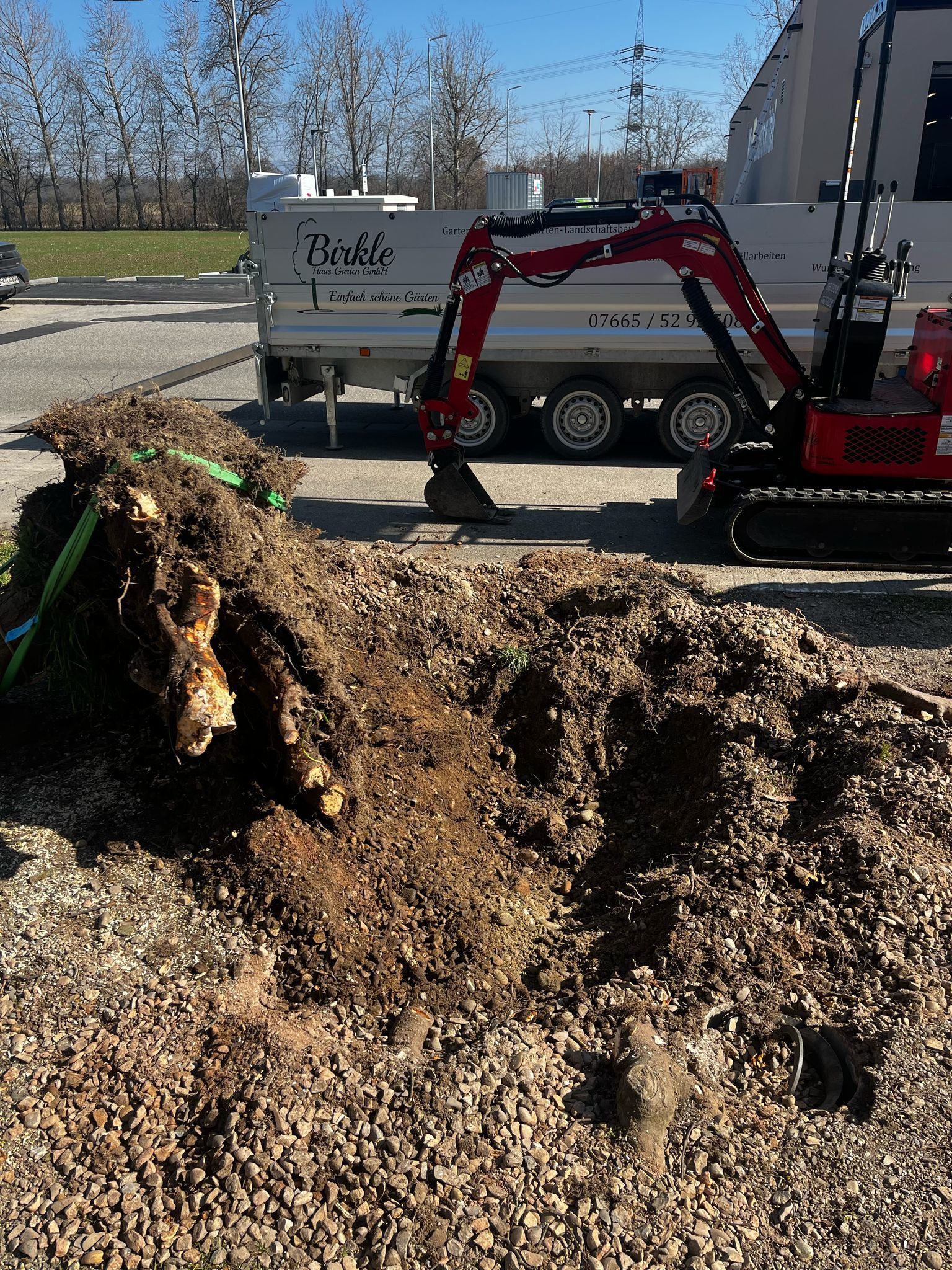 Entfernen einer Baumwurzel mit dem Bagger