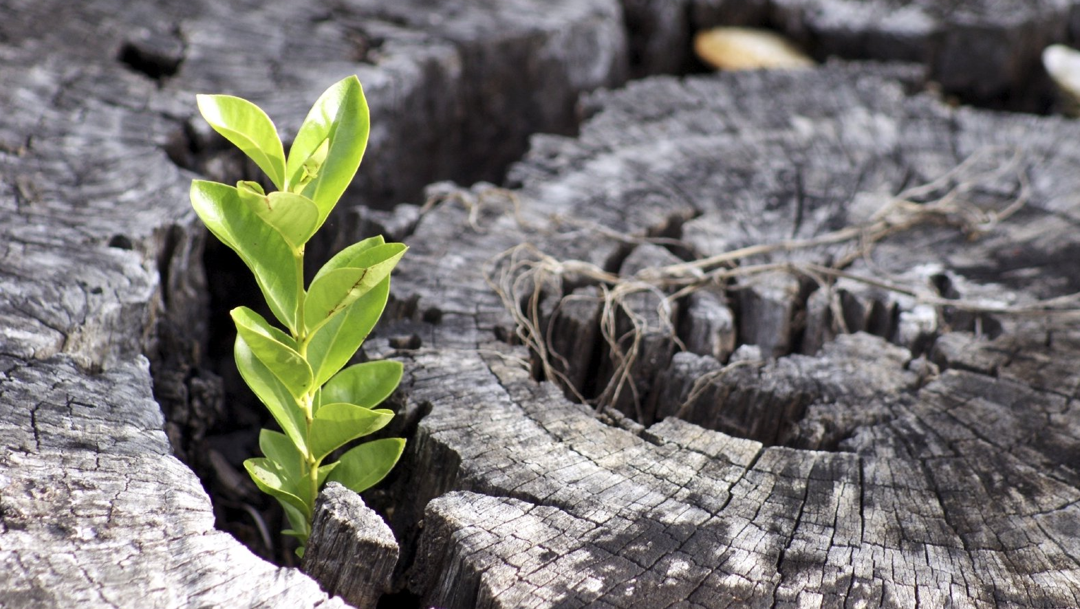 Counselling and Psychotherapy in Bury St Edmunds, Suffolk & Online (UK)