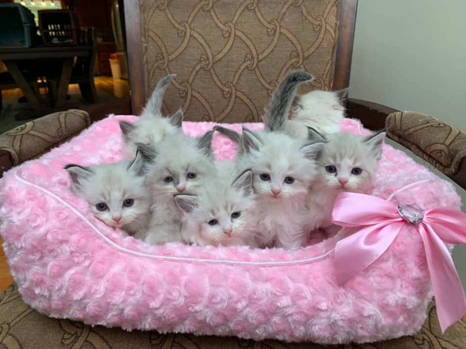 Ragdoll Kitten price Seattle