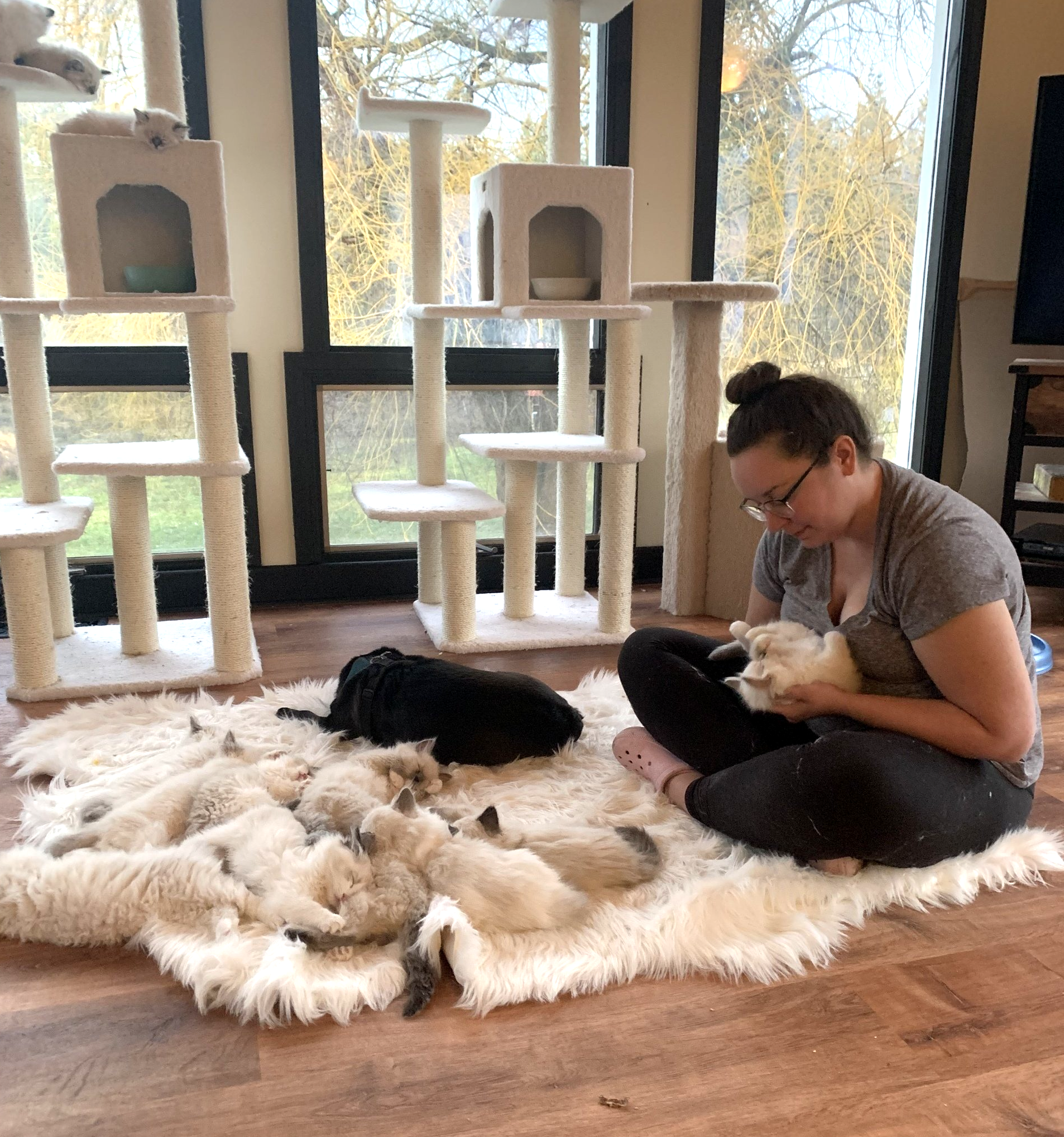 litter of Ragdoll kittens