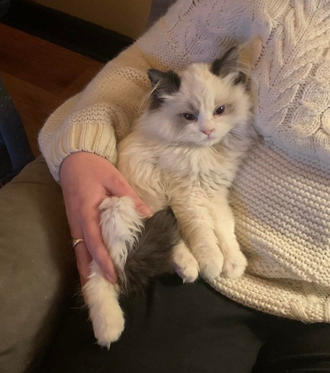 ragdoll lap cat