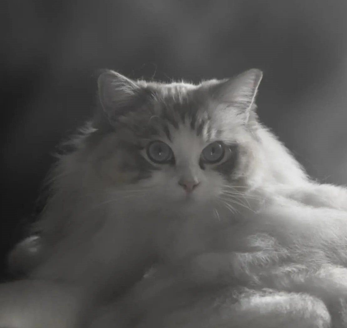 Ragdoll cat breeder Idaho