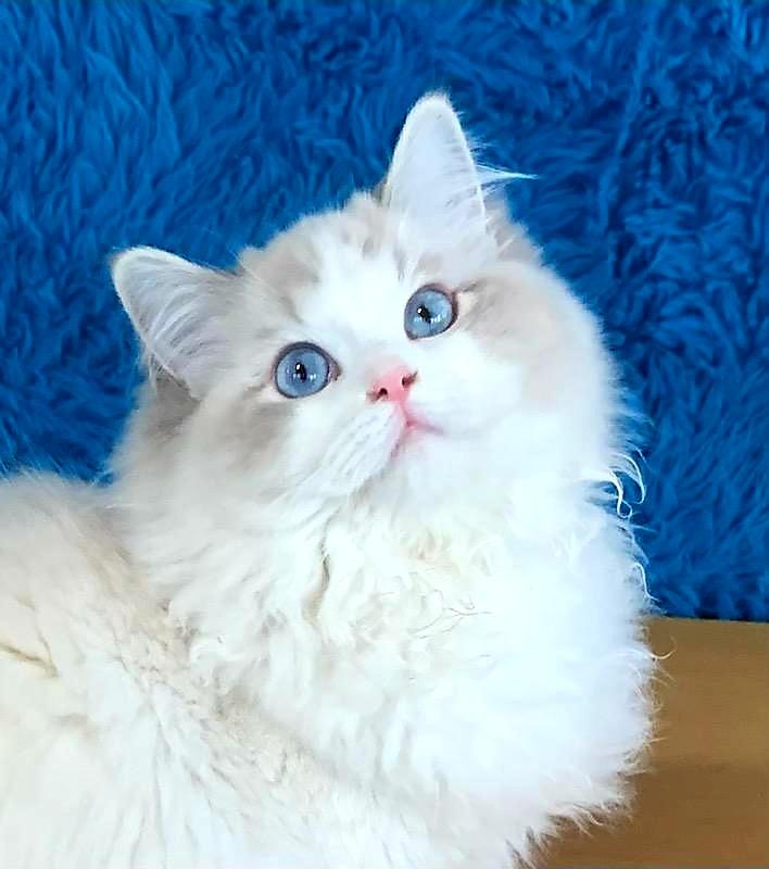 Ragdoll cat breeder Washington
