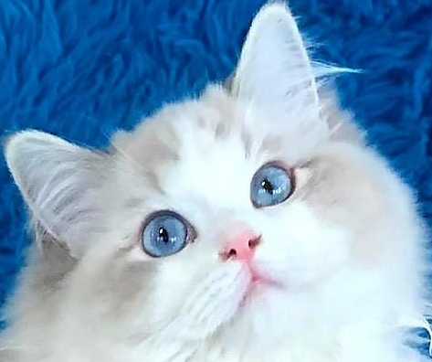 Rag doll cat for sale