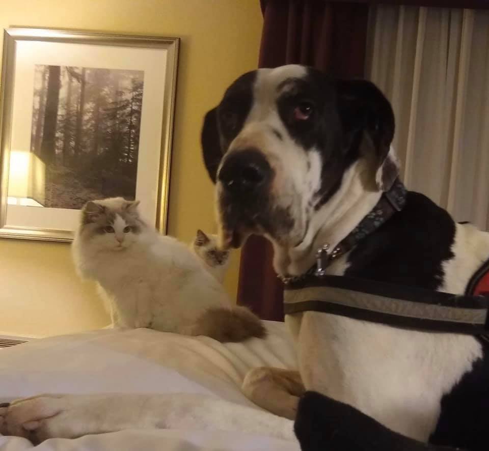 Ragdoll kittens Issaquah Washington