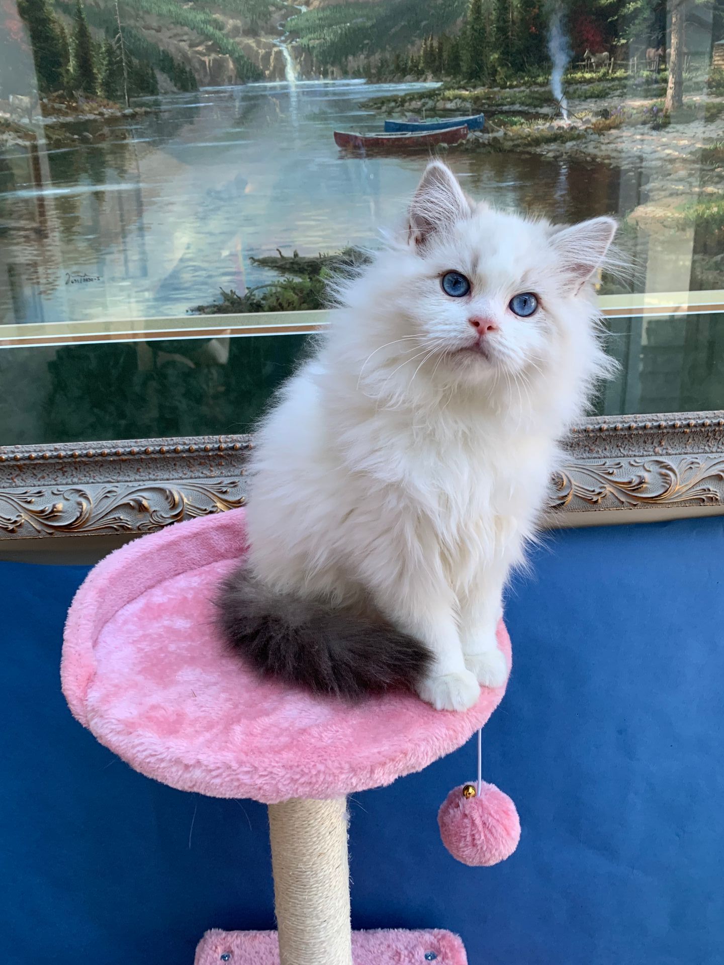 Show quality ragdoll kittens for sale