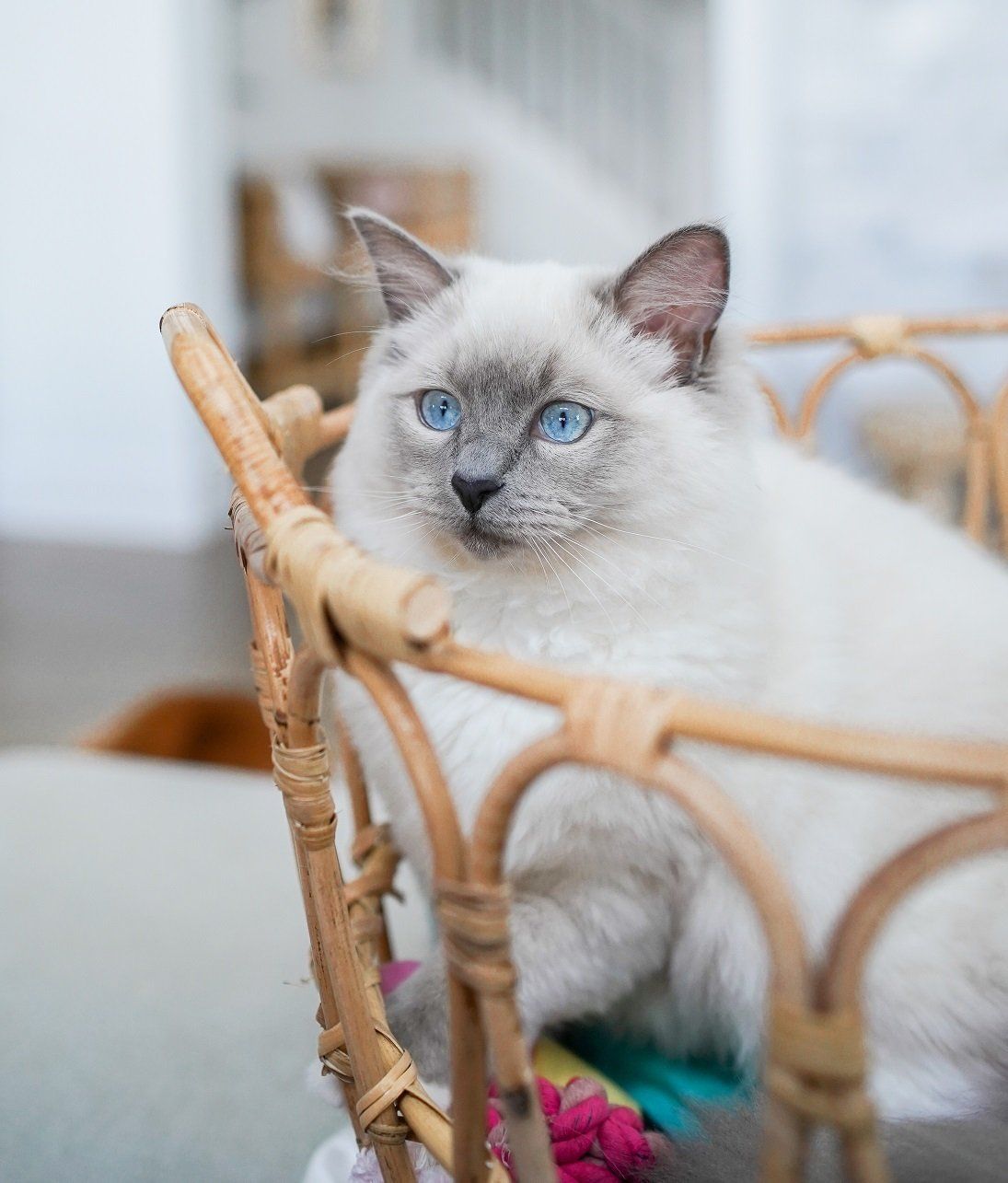 cuddly ragdoll kittens