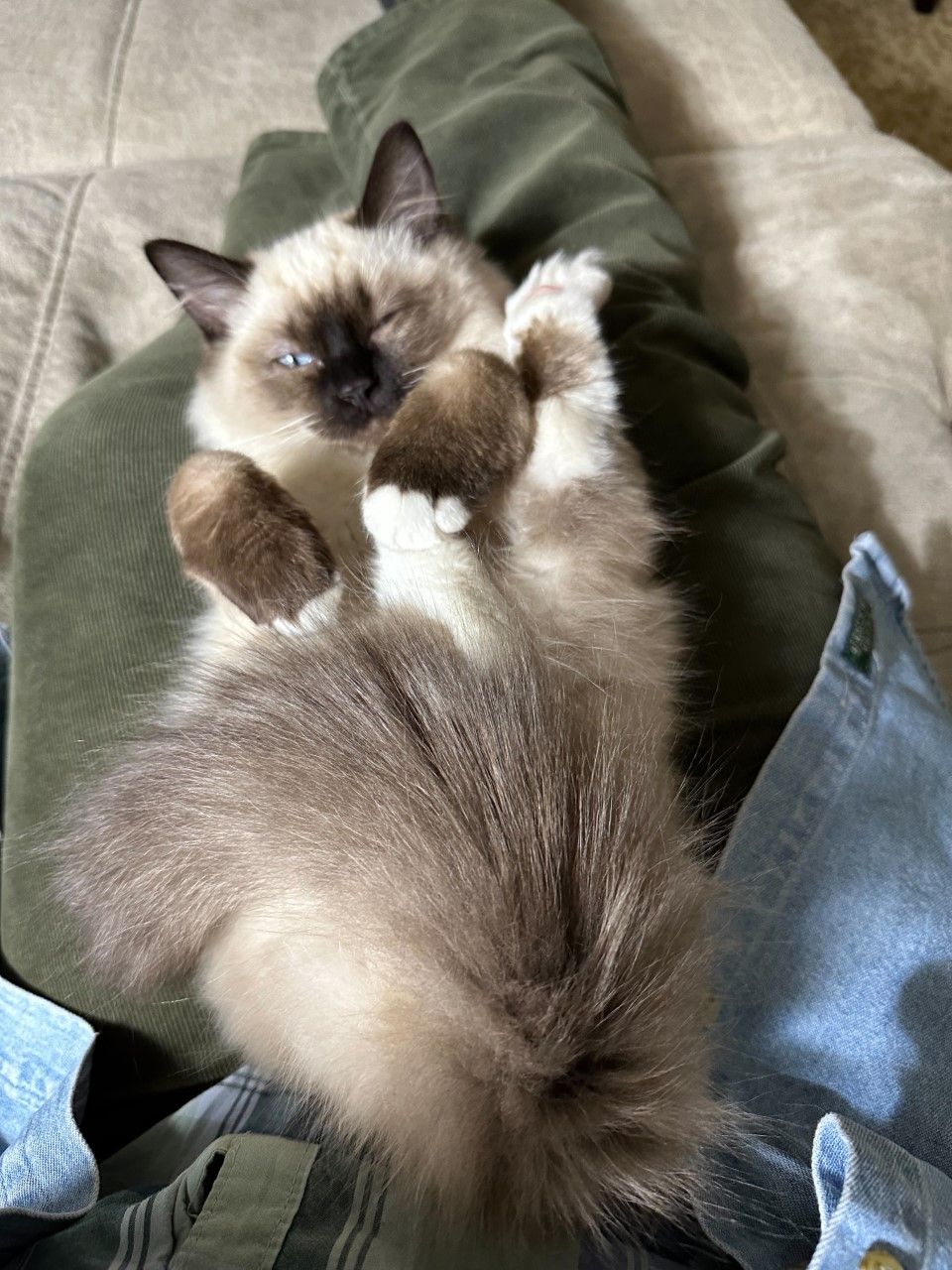 Ragdoll kitten for sale near me