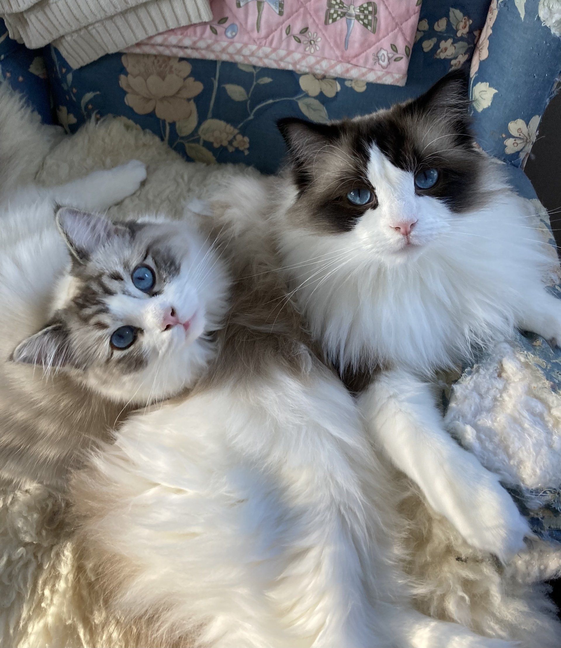 Heavenlyrags Reviews