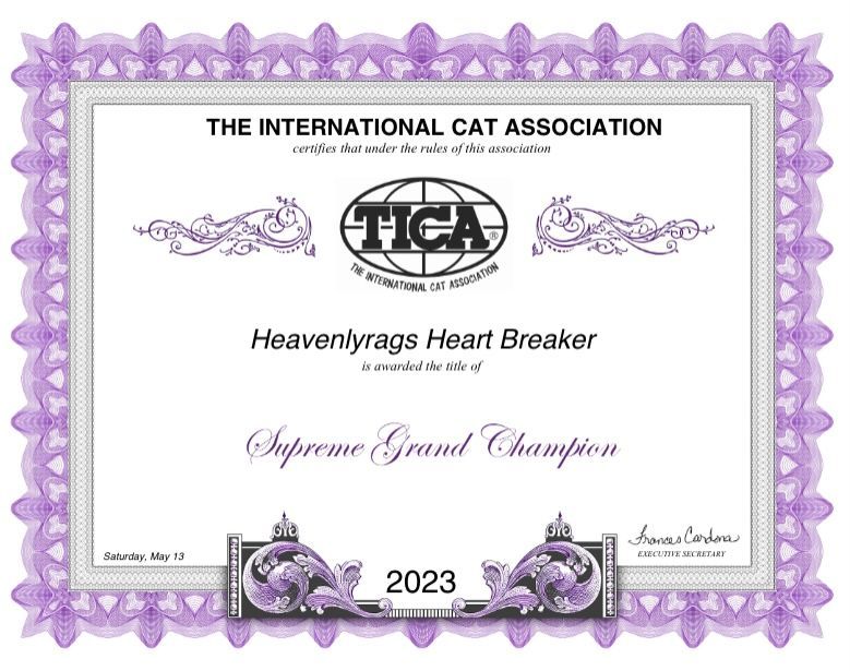 Ragdoll Breeder Champion