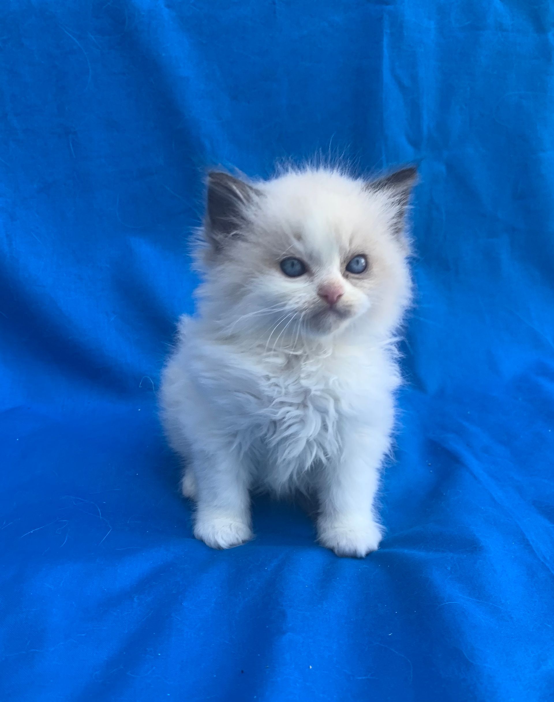 Ragdoll kitten Post Falls Idaho