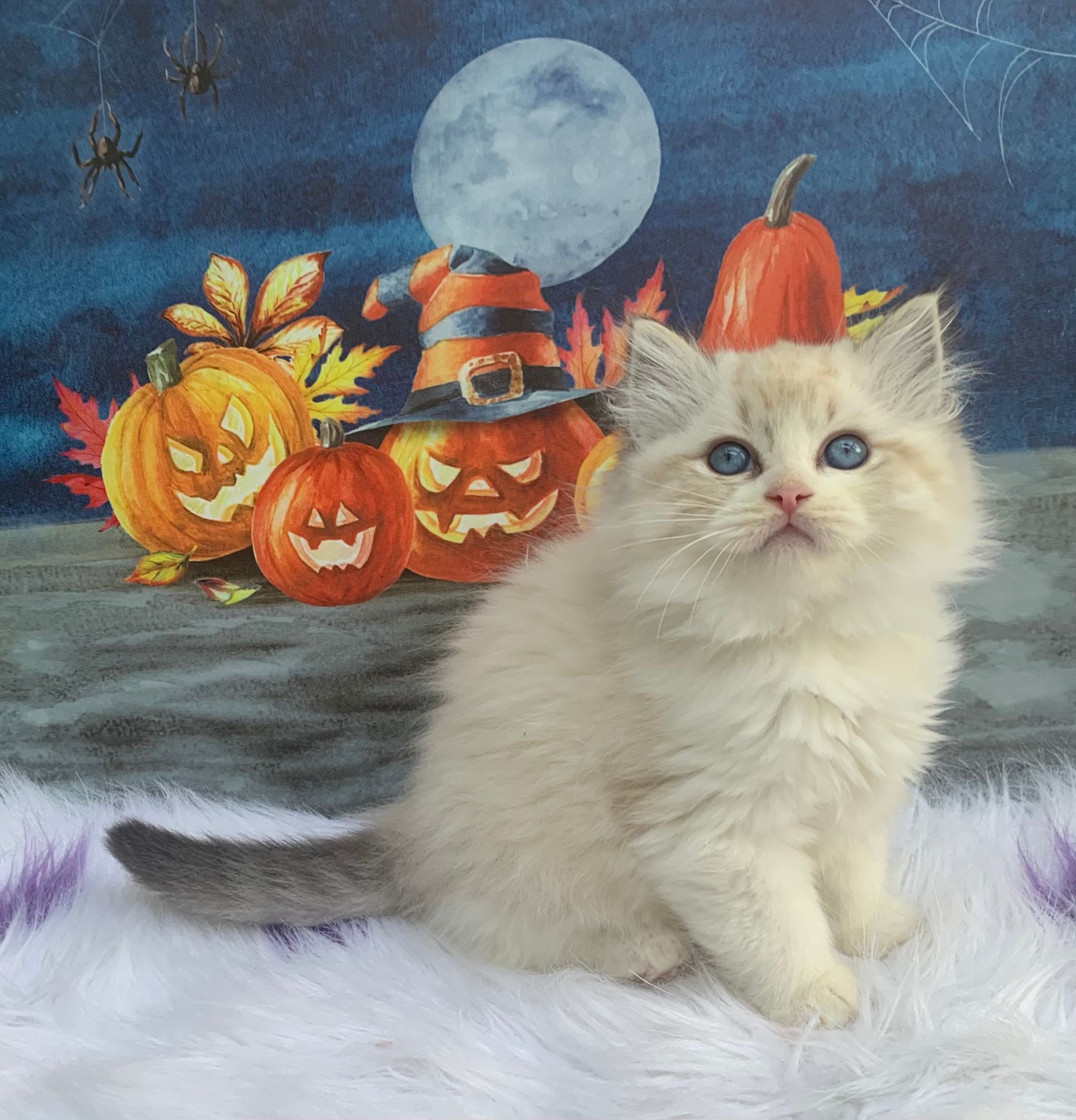 cuddly ragdoll kitten