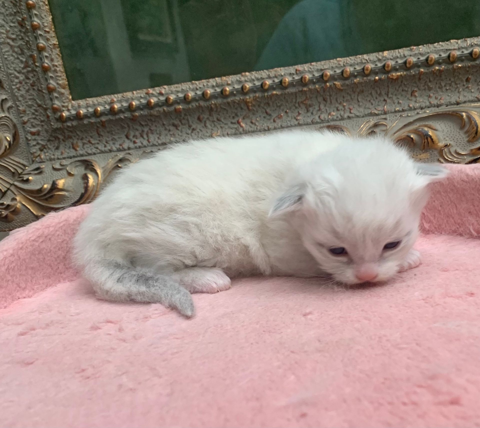 Ragdoll kitten for adoption