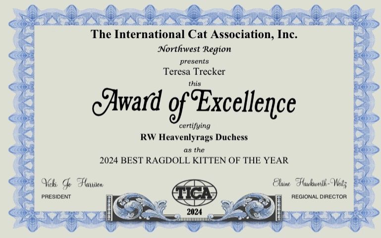 Best Ragdoll Kitten of The Year