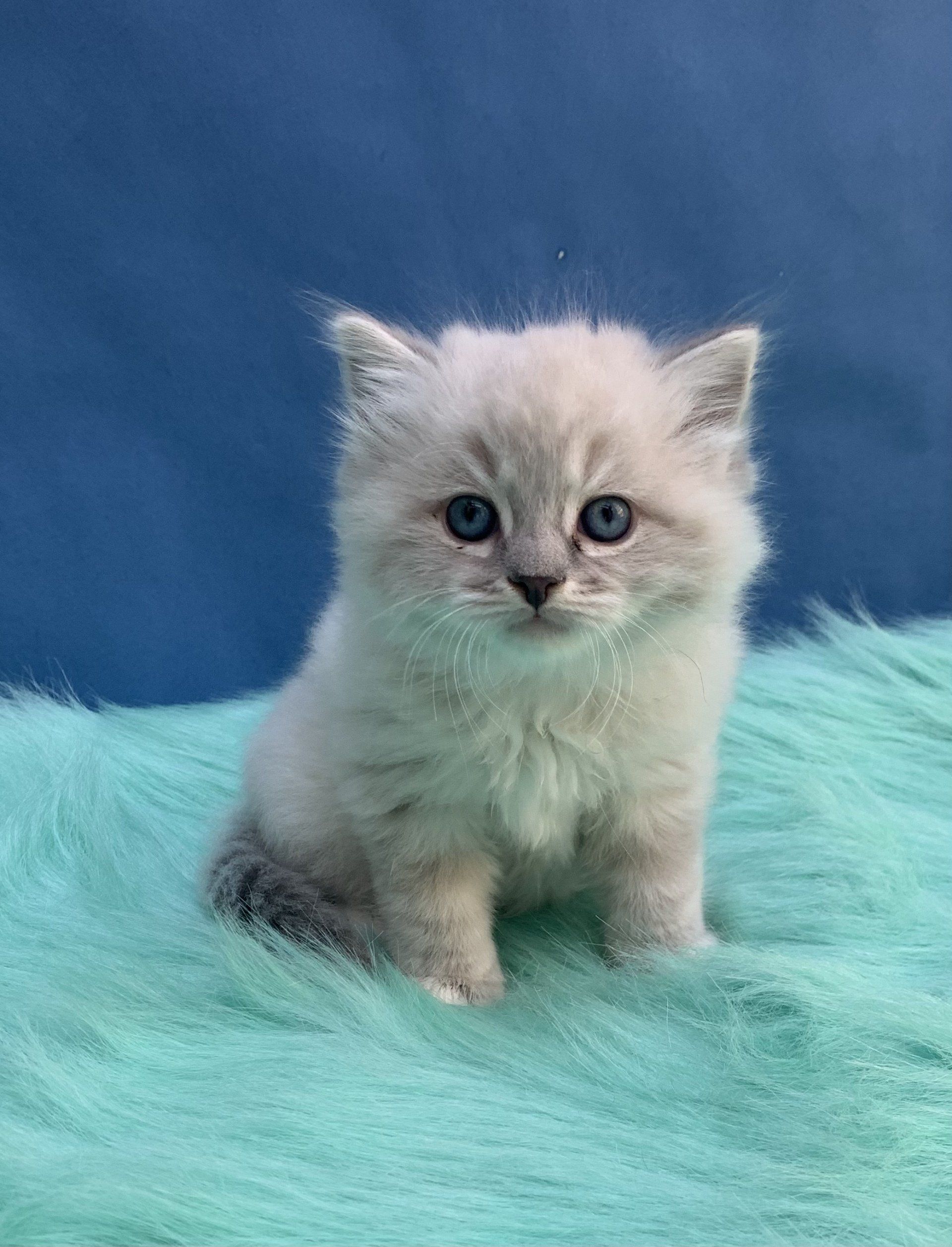 Ragdoll Kitten price Seattle