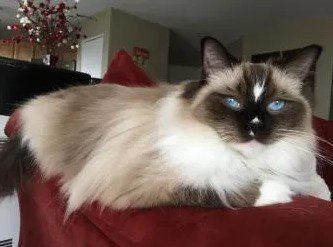 available ragdoll