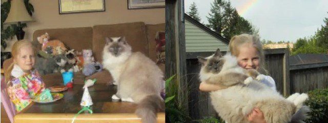 Vancouver ragdoll kittens for sale