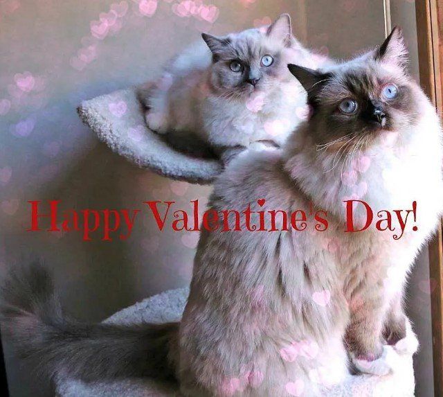 blue ragdoll kittens for sale near me