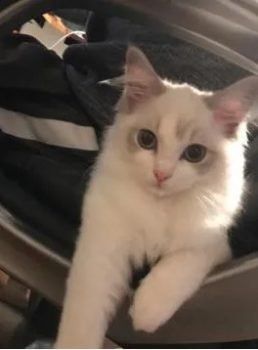 Tacoma ragdoll kitten for sale